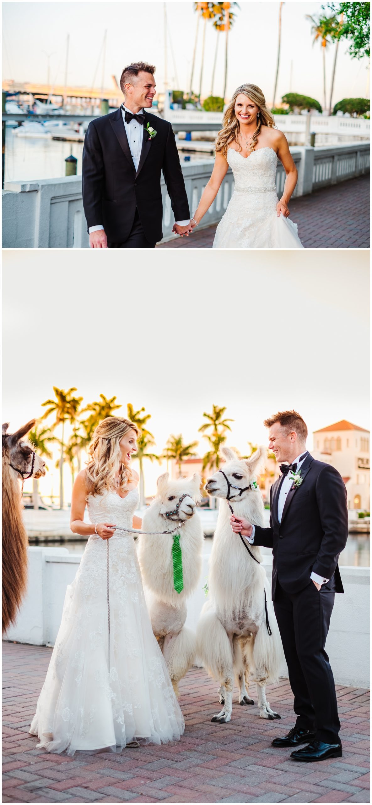 tampa-bradenton-wedding-photographer-south-florida-museum-classic-blush-gold-alpacas-sparklers_0076.jpg
