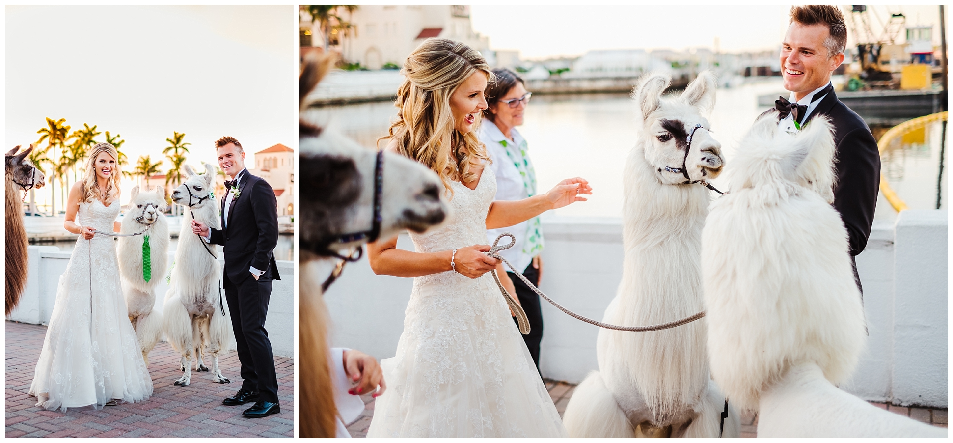 tampa-bradenton-wedding-photographer-south-florida-museum-classic-blush-gold-alpacas-sparklers_0077.jpg