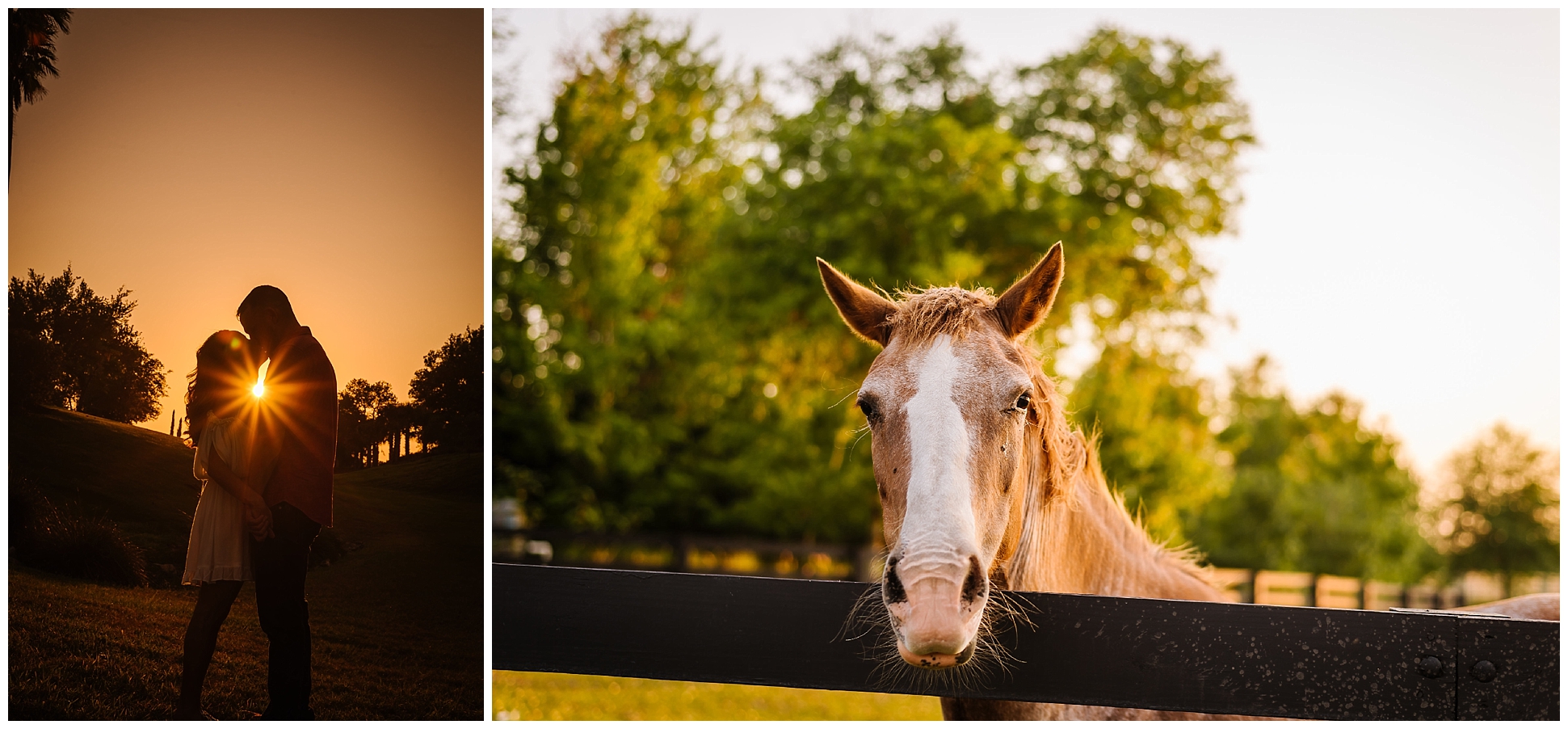Tampa-sunset-horse-engagement session_0063.jpg
